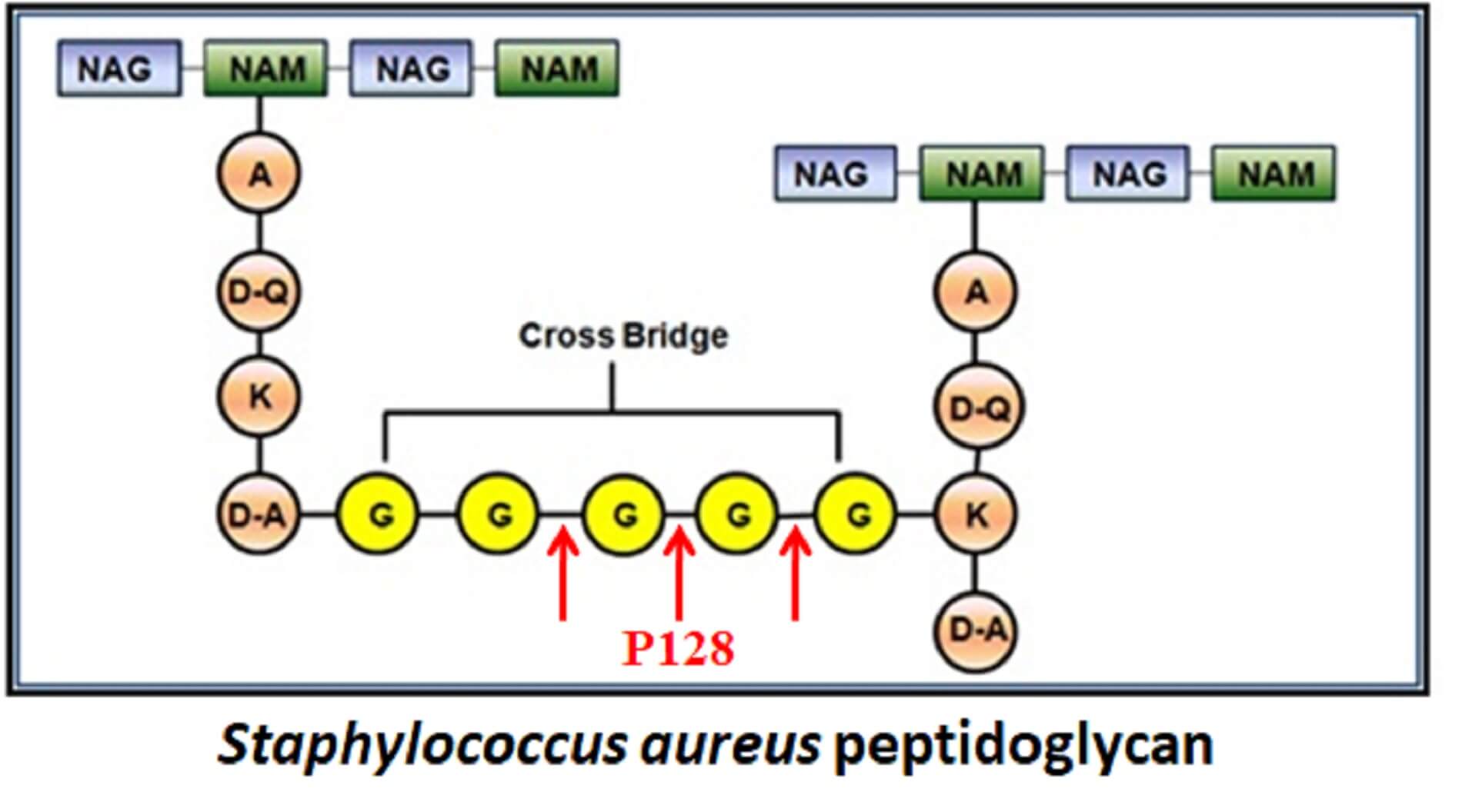 Staphylococcus aureus peptidoglycan diagram
